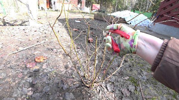 Step-by-step instructions for pruning blueberries in spring for beginner gardeners