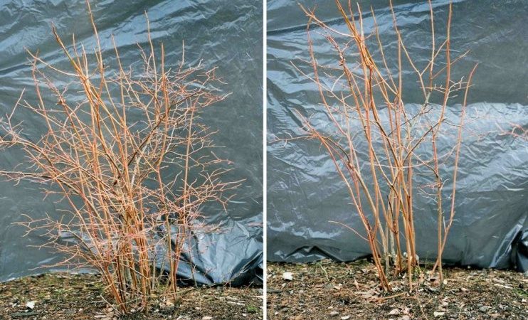 Step-by-step instructions for pruning blueberries in spring for beginner gardeners