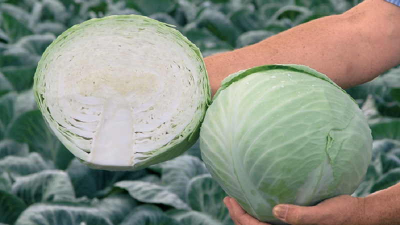 Find out if there is starch in cabbage and what are the benefits and harms of starchy vegetables