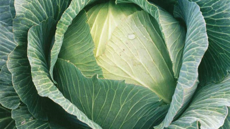 Late ripe cabbage hybrid Ancoma f1 for long-term storage