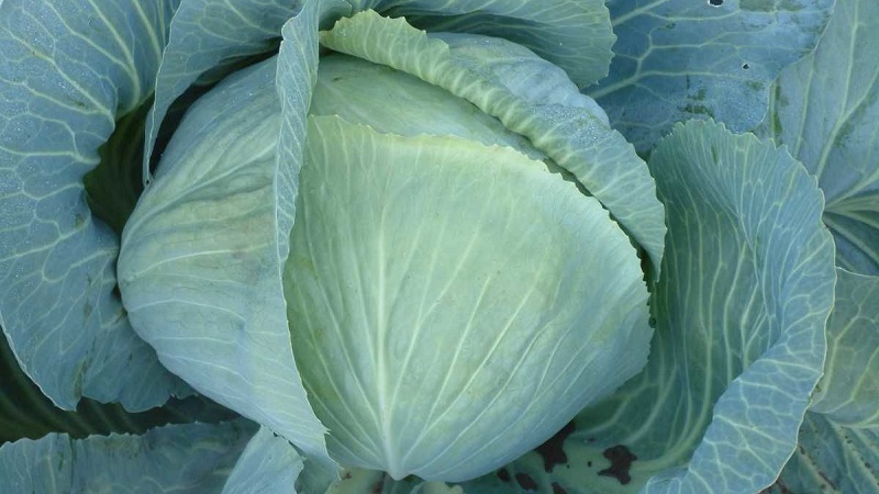Late ripe cabbage hybrid Ancoma f1 for long-term storage