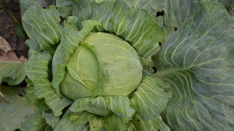 Late ripe cabbage hybrid Ancoma f1 for long-term storage