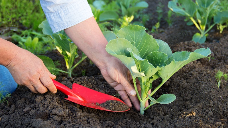 Delicious mid-season hybrid of Krautman f1 cabbage