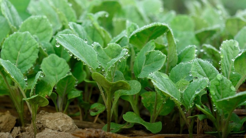 Late ripe cabbage hybrid Ancoma f1 for long-term storage
