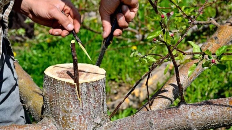 A beginner gardener's guide step by step: how to plant an apple tree in spring