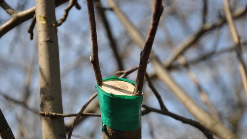 A beginner gardener's guide step by step: how to plant an apple tree in spring