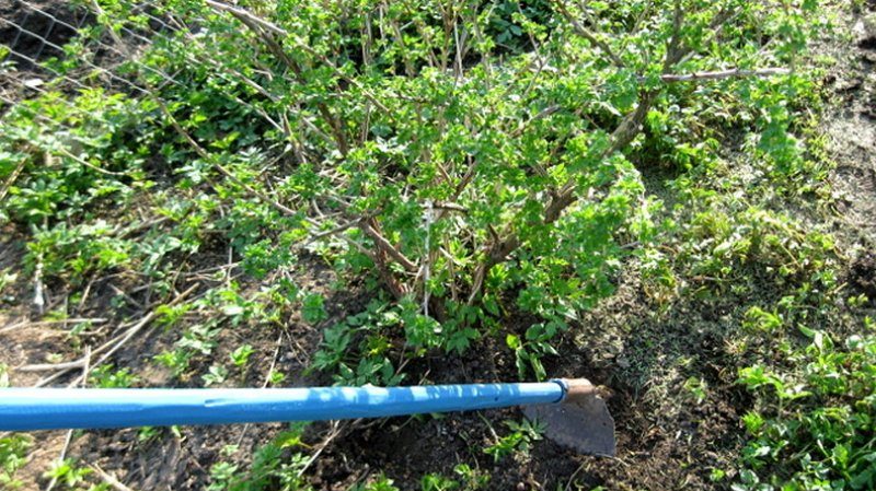 The most effective measures to combat currant kidney mites in spring