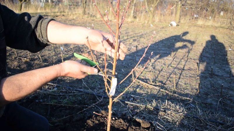 How to properly prune peaches in the spring and why it is so important