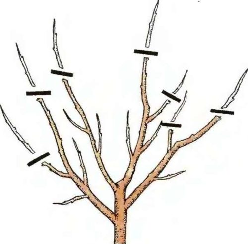 How to properly prune peaches in the spring and why it is so important