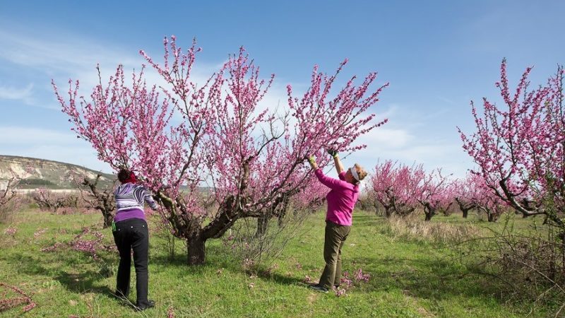 How to properly prune peaches in the spring and why it is so important