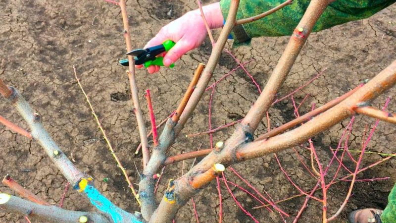 How to properly prune peaches in the spring and why it is so important