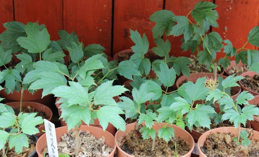 A clear guide to breeding viburnum Buldenezh in spring by cuttings