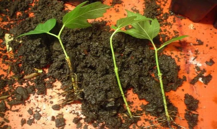 A clear guide to breeding viburnum Buldenezh in spring by cuttings
