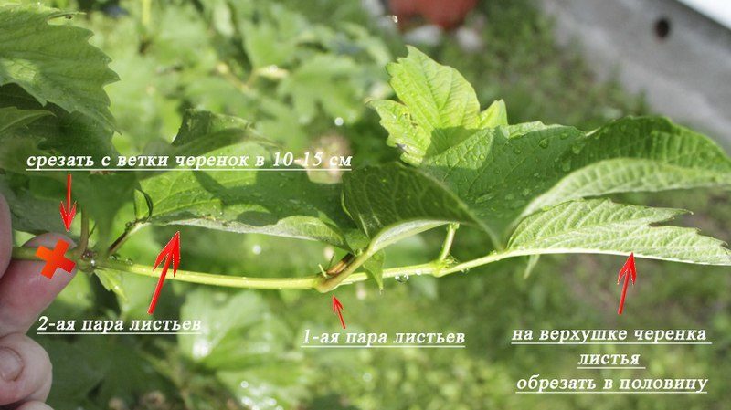 A clear guide to breeding viburnum Buldenezh in spring by cuttings