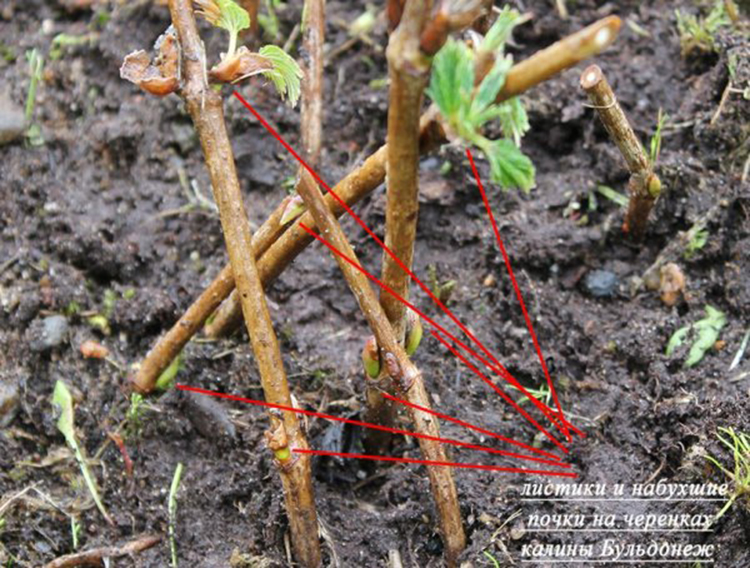 A clear guide to breeding viburnum Buldenezh in spring by cuttings