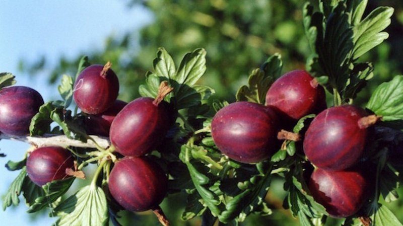 Varieties and features of growing gooseberries without thorns