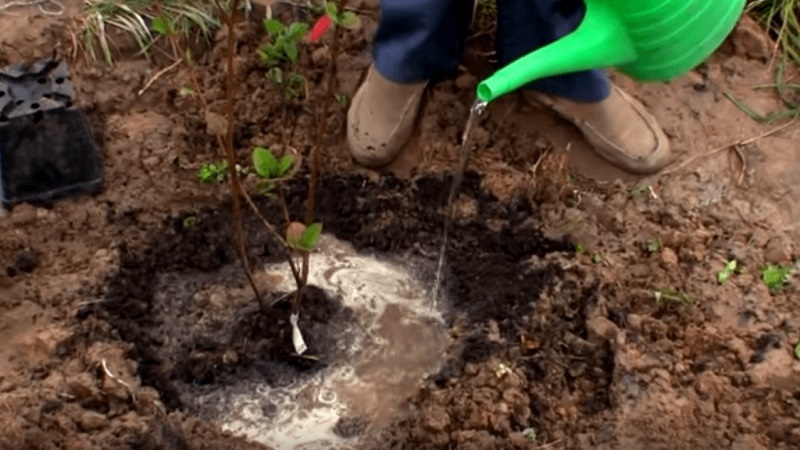 Spring planting guide from A to Z