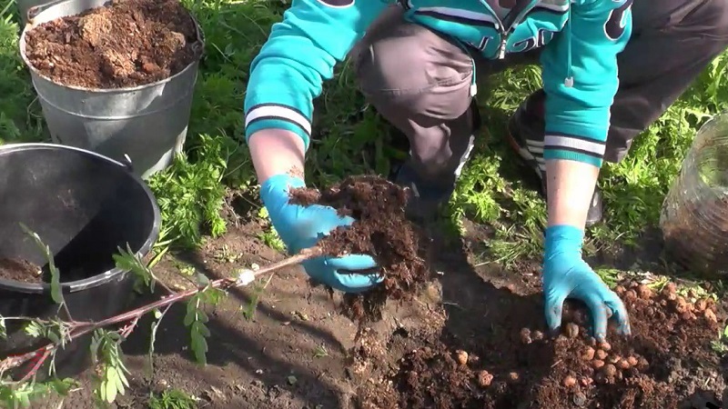 Spring planting guide from A to Z