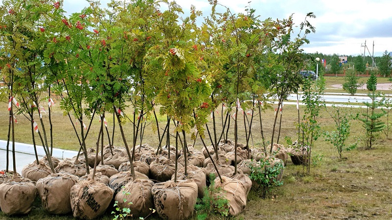 Spring planting guide from A to Z