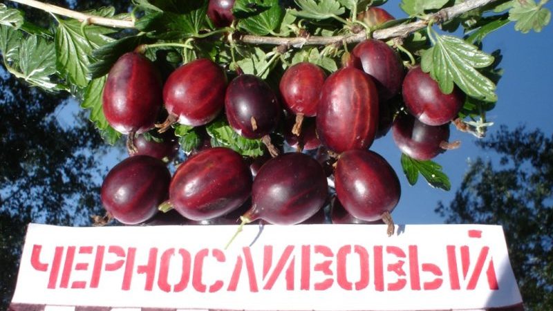 Varieties and features of growing gooseberries without thorns