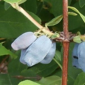 High-yielding frost-resistant honeysuckle variety Moskovskaya 23