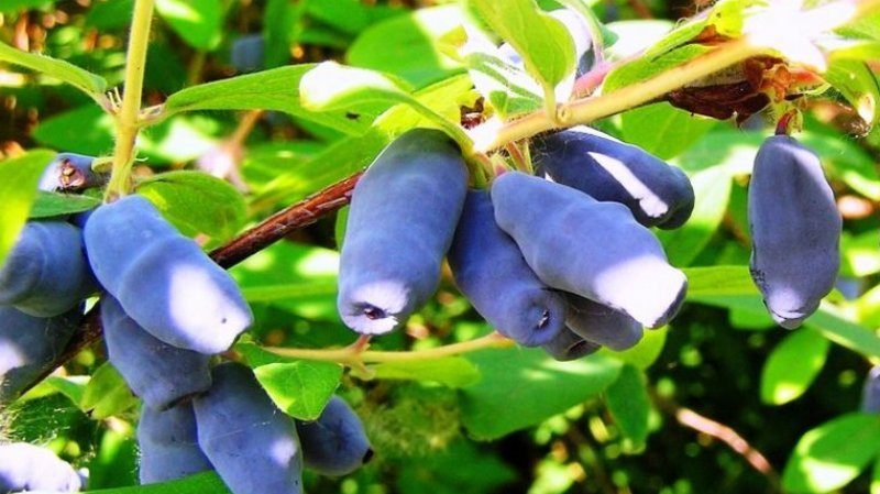 When honeysuckle ripens in different regions