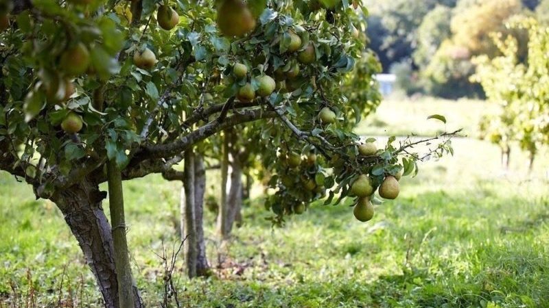 The best time to plant fruit trees in the Moscow region: to plant in spring or autumn?