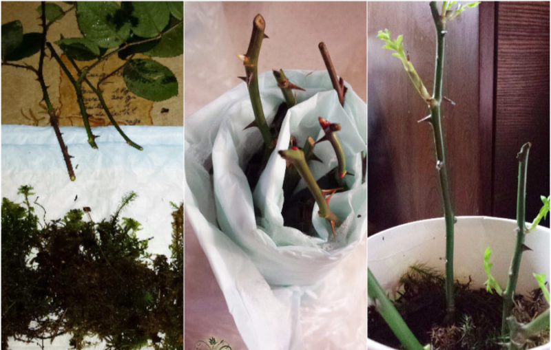 Simple ways to save rose cuttings until spring and plant them correctly