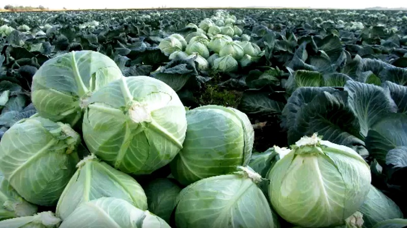 Medium late hybrid of white cabbage Larsia f1