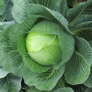Medium late hybrid of white cabbage Larsia f1