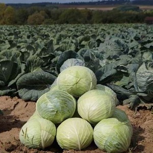 Medium late hybrid of white cabbage Larsia f1
