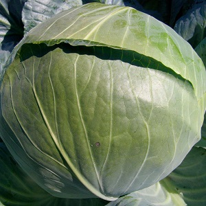 Medium late hybrid of white cabbage Larsia f1