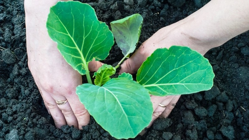 Medium late hybrid of white cabbage Larsia f1