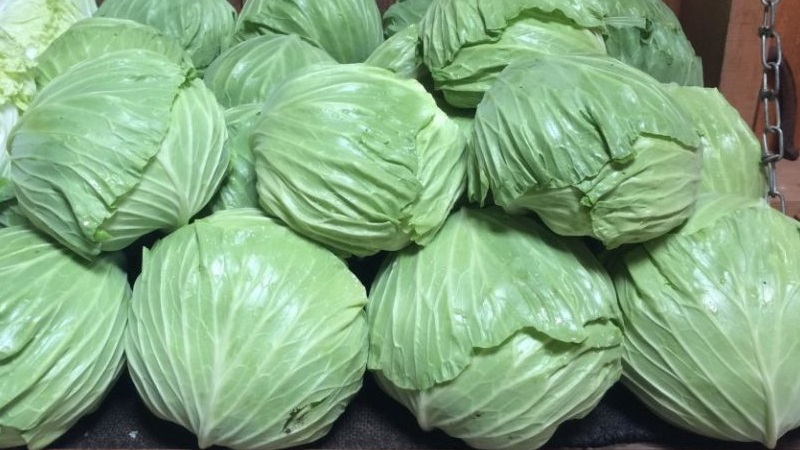 Medium late variety of cabbage Gift