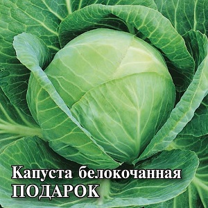 Medium late variety of cabbage Gift