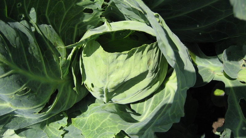 Medium late variety of cabbage Gift
