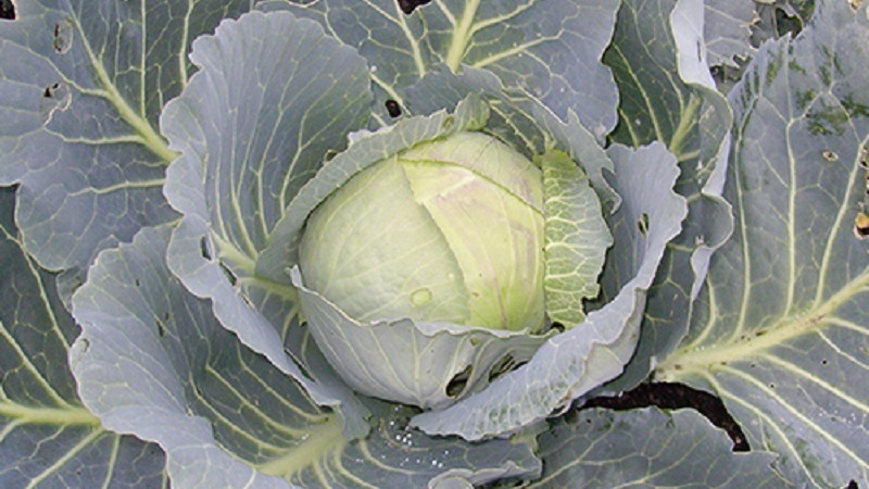 Medium late variety of cabbage Gift