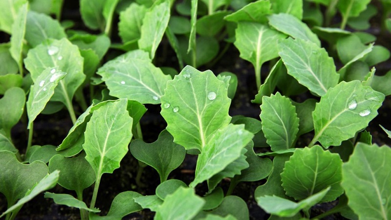 Medium late variety of cabbage Gift