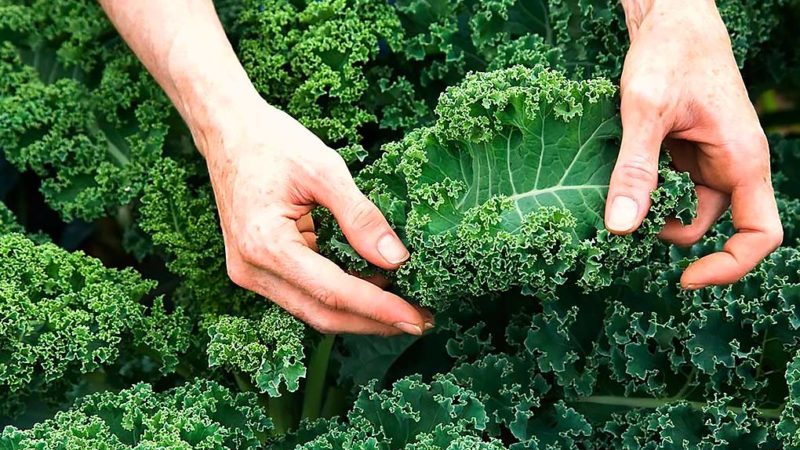Growing kale