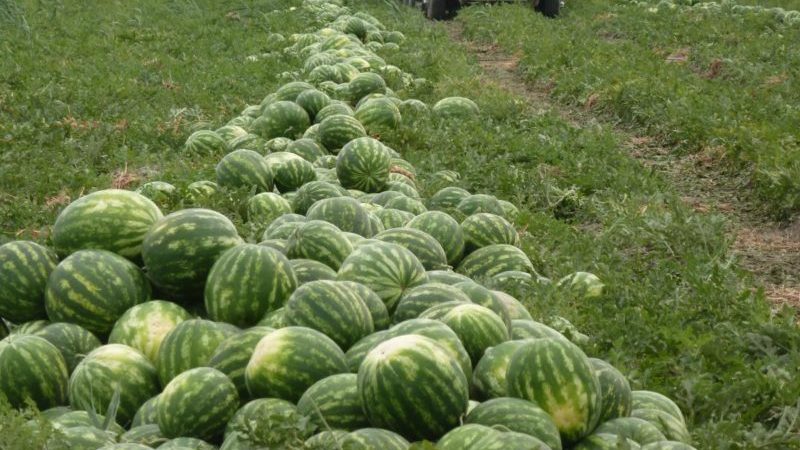 Step-by-step instructions for growing watermelons for beginners