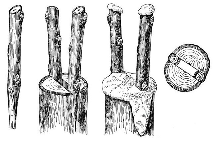 A beginner gardener's guide step by step: how to plant an apple tree in spring