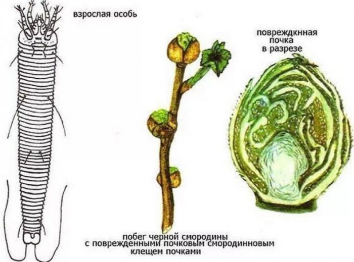 The most effective measures to combat currant kidney mites in spring
