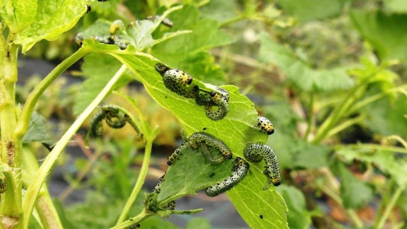The most effective measures to combat currant kidney mites in spring