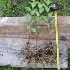 A beginner gardener's guide step by step: how to plant an apple tree in spring