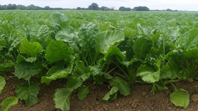 Is horseradish cultivation profitable as a business and what are the features of its agricultural technology on an industrial scale