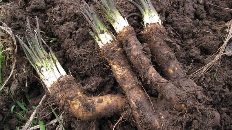 Is horseradish cultivation profitable as a business and what are the features of its agricultural technology on an industrial scale