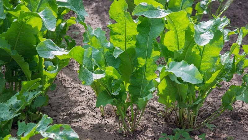 Is horseradish cultivation profitable as a business and what are the features of its agricultural technology on an industrial scale
