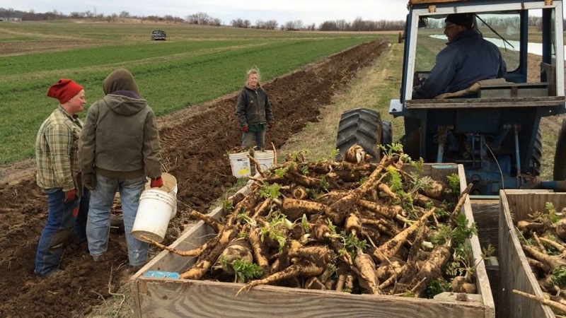 Is horseradish cultivation profitable as a business and what are the features of its agricultural technology on an industrial scale