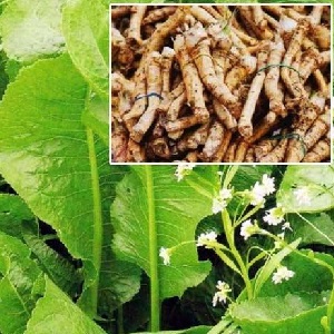 Is horseradish cultivation profitable as a business and what are the features of its agricultural technology on an industrial scale