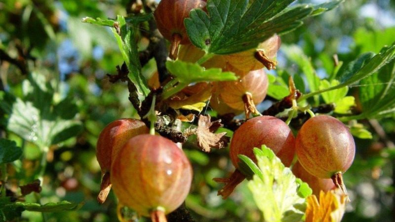 Varieties and features of growing gooseberries without thorns